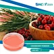 Cranberry juice powder is made of high-quality cranberry juice concentrate, which is made into instant, fluid pink powder through special processing and spray drying technology, and has a natural aroma of fruit.
